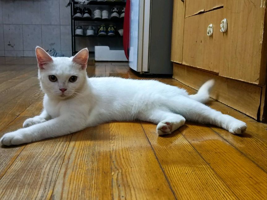 猫图片|宠物猫|猫咪|