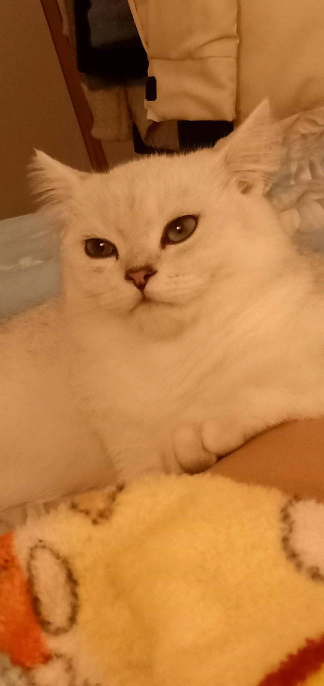 猫图片|宠物猫|猫咪|