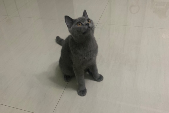 猫图片|宠物猫|猫咪|