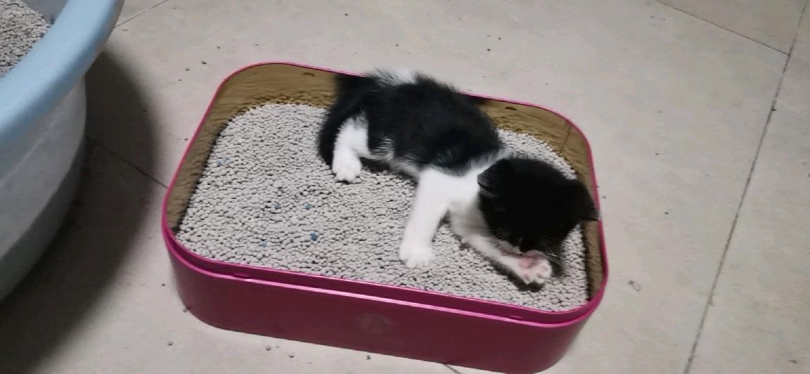 猫图片|宠物猫|猫咪|