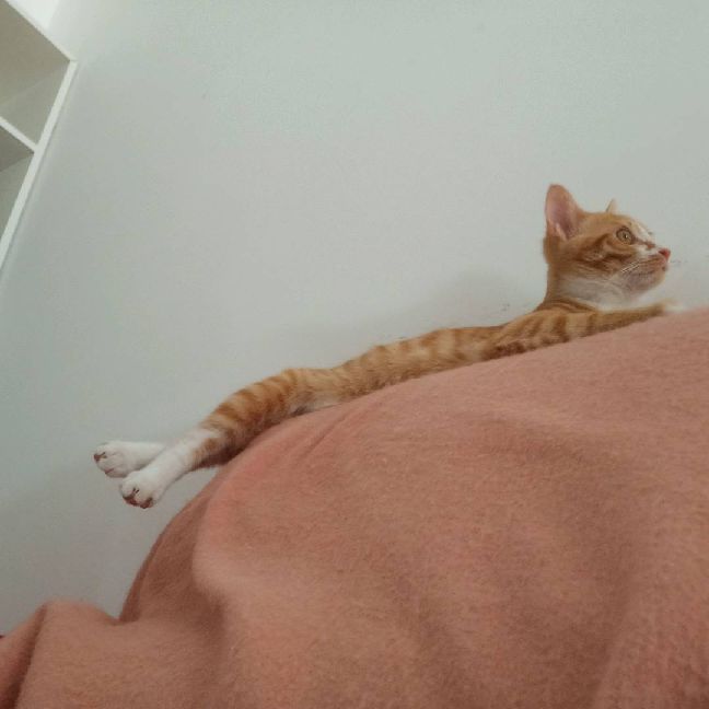 猫图片|宠物猫|猫咪|