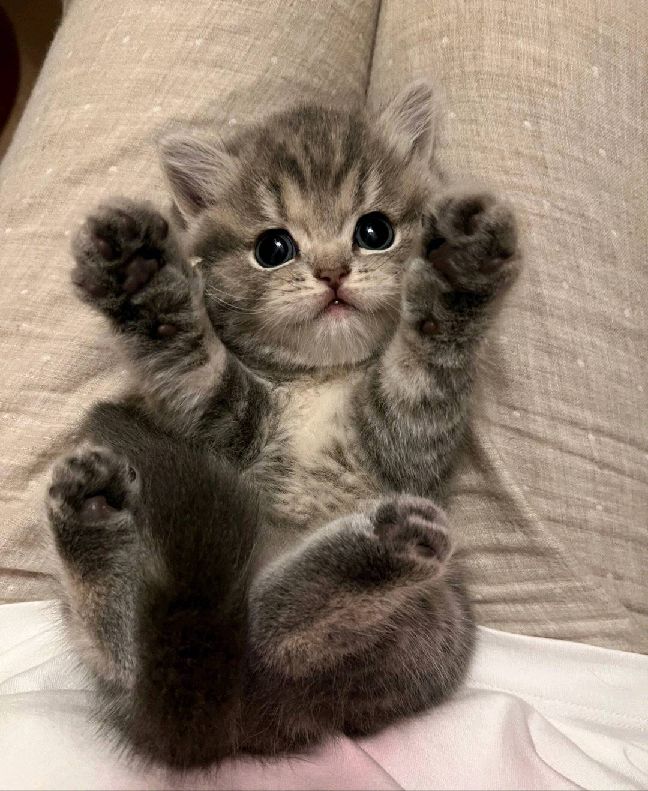 猫图片|宠物猫|猫咪|