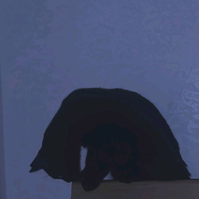 猫图片|宠物猫|猫咪|