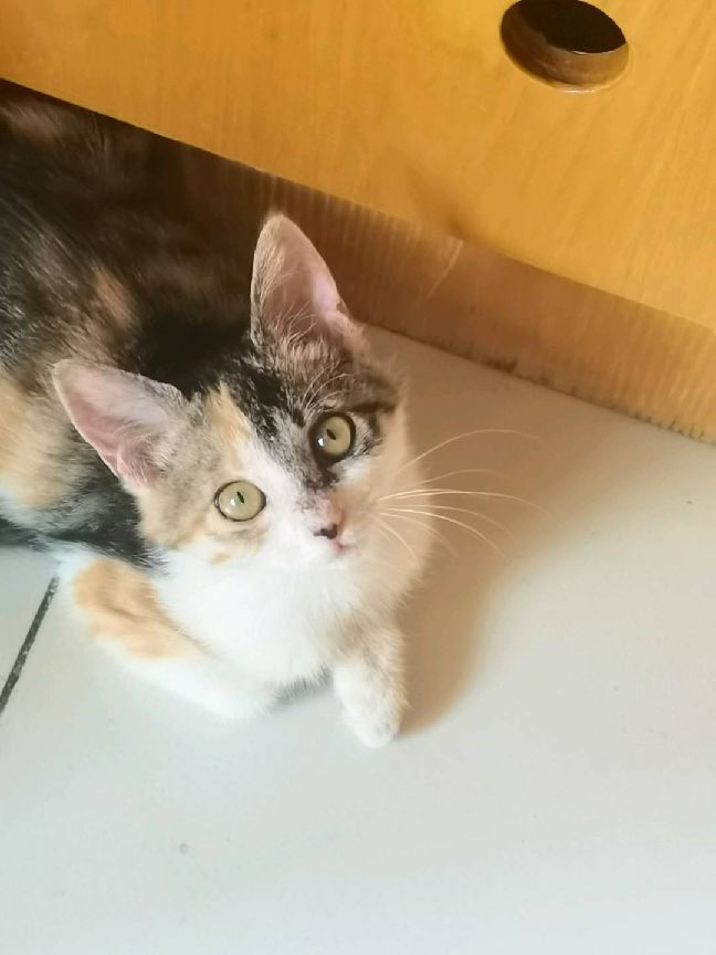 猫图片|宠物猫|猫咪|