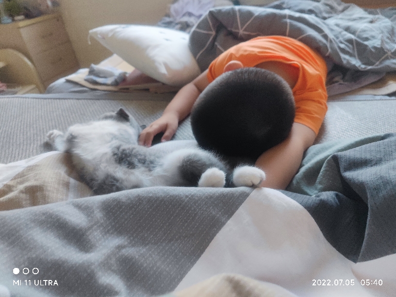 猫图片|宠物猫|猫咪|