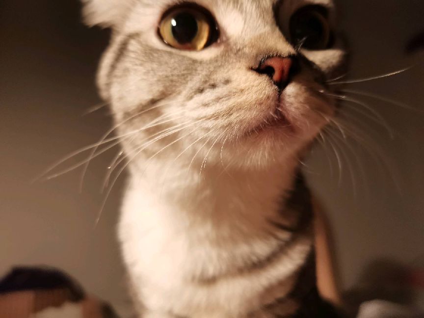 猫图片|宠物猫|猫咪|