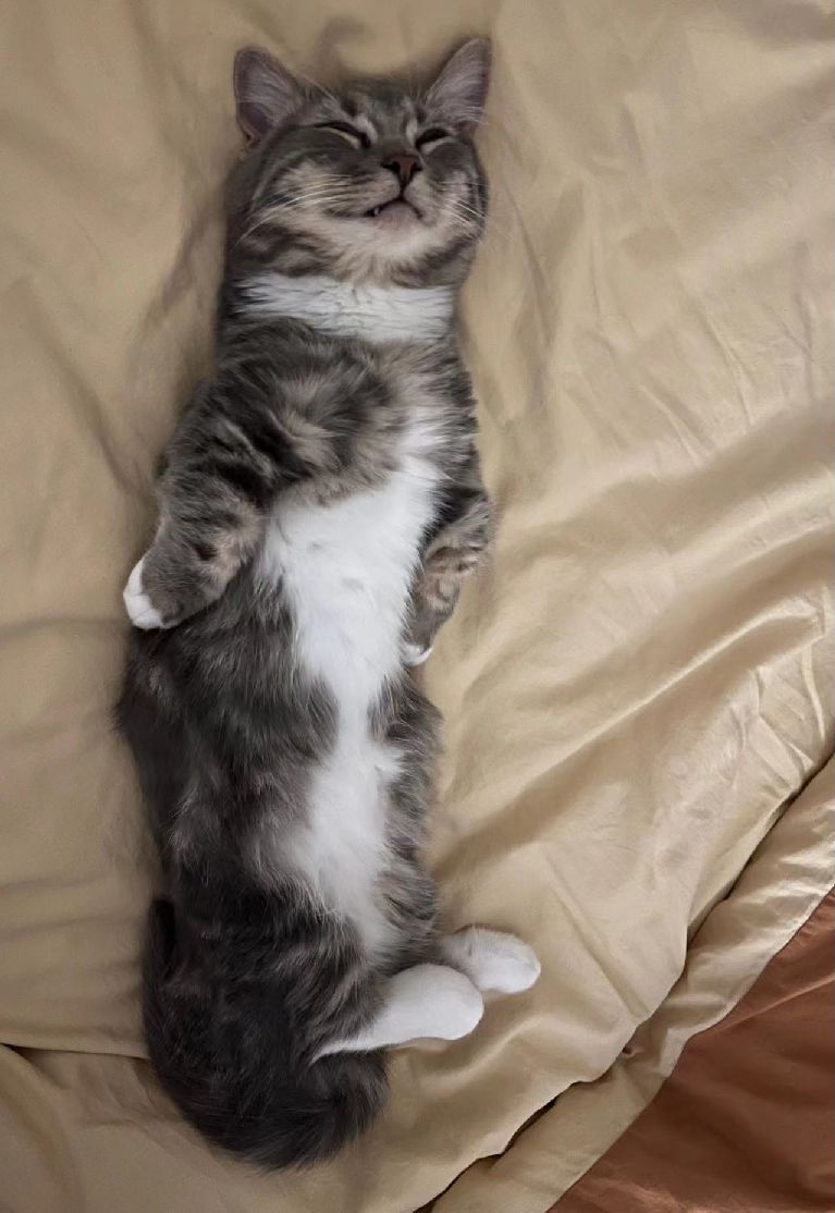 猫图片|宠物猫|猫咪|