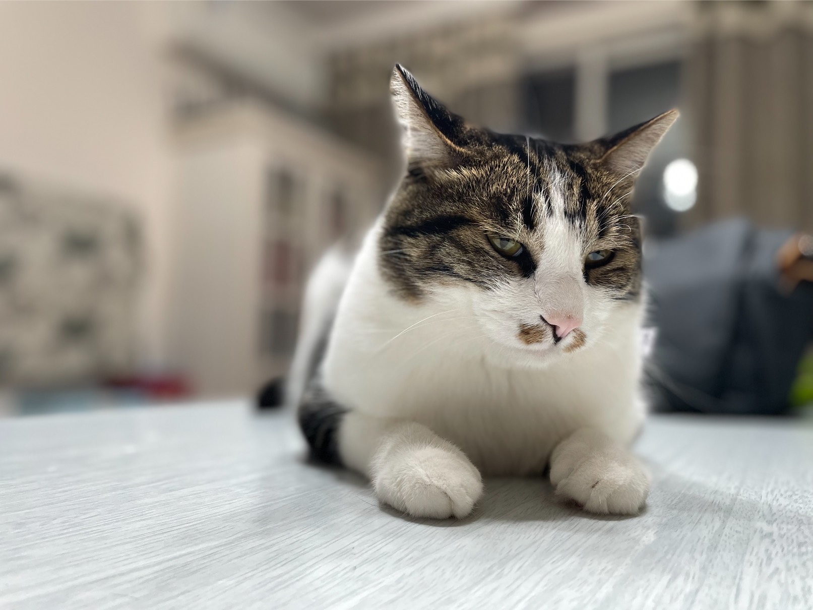 猫图片|宠物猫|猫咪|