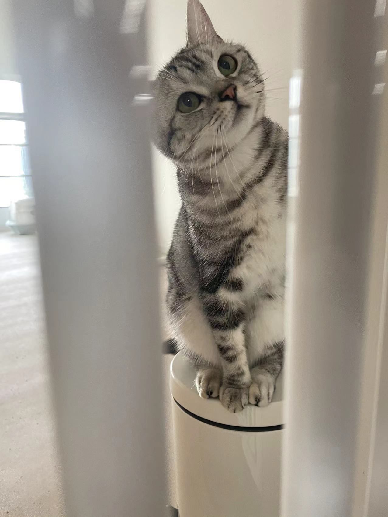 猫图片|宠物猫|猫咪|