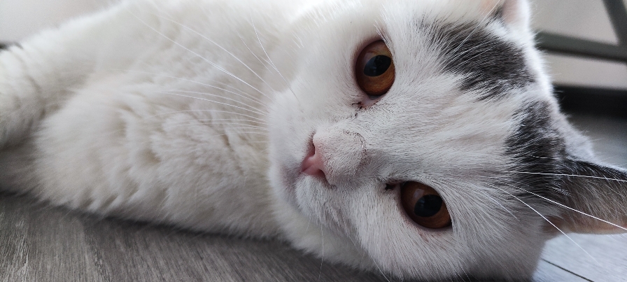 猫图片|宠物猫|猫咪|