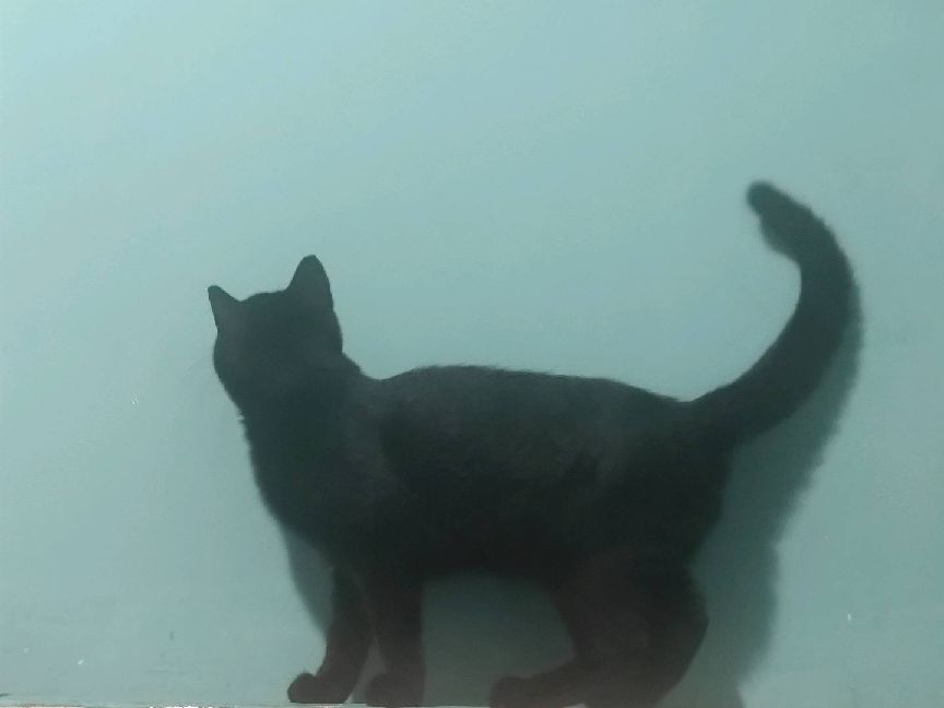 猫图片|宠物猫|猫咪|