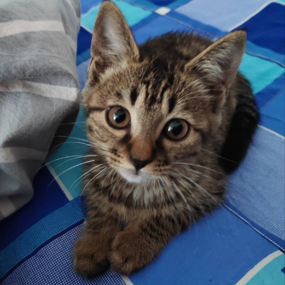 猫图片|宠物猫|猫咪|