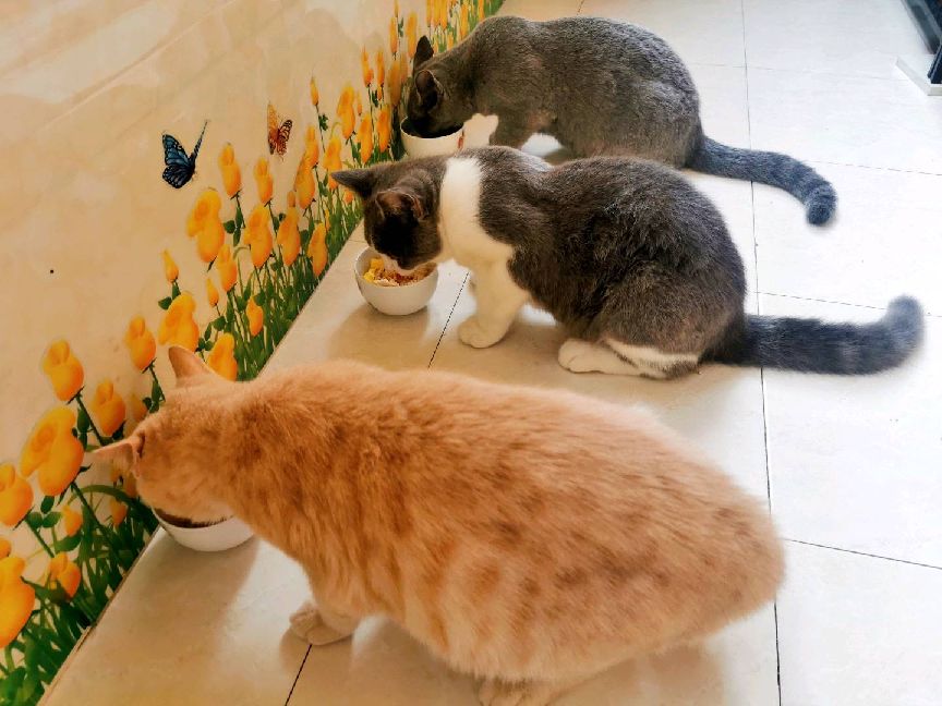 猫图片|宠物猫|猫咪|