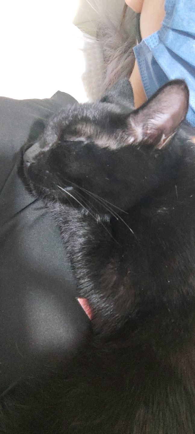 猫图片|宠物猫|猫咪|