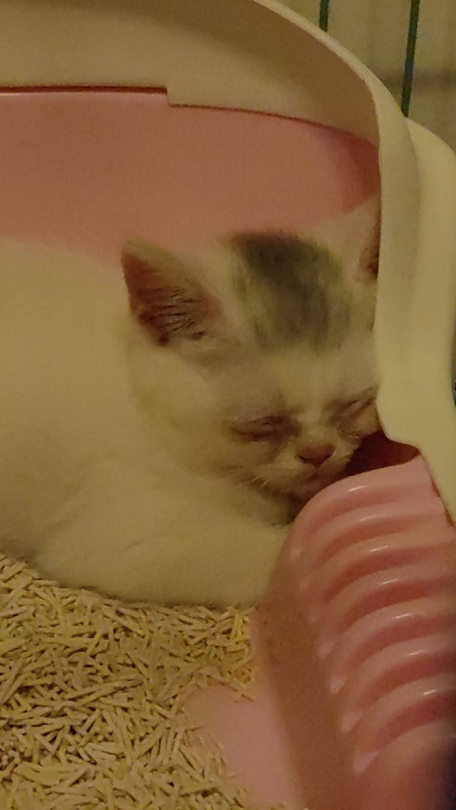 猫图片|宠物猫|猫咪|