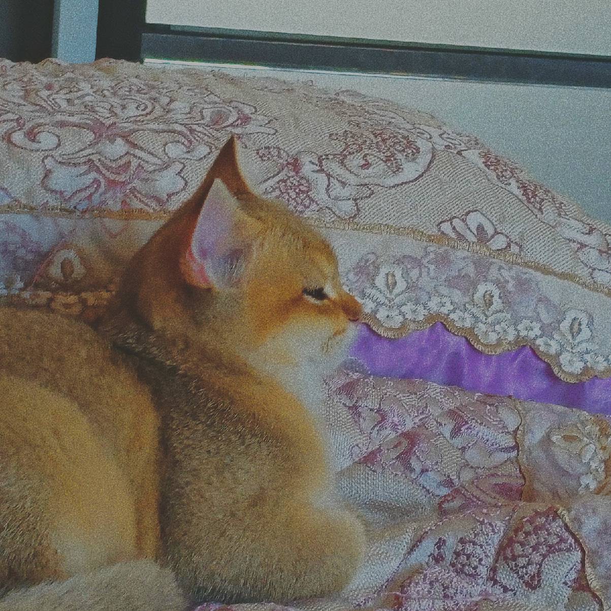 猫图片|宠物猫|猫咪|