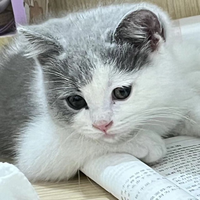 猫图片|宠物猫|猫咪|