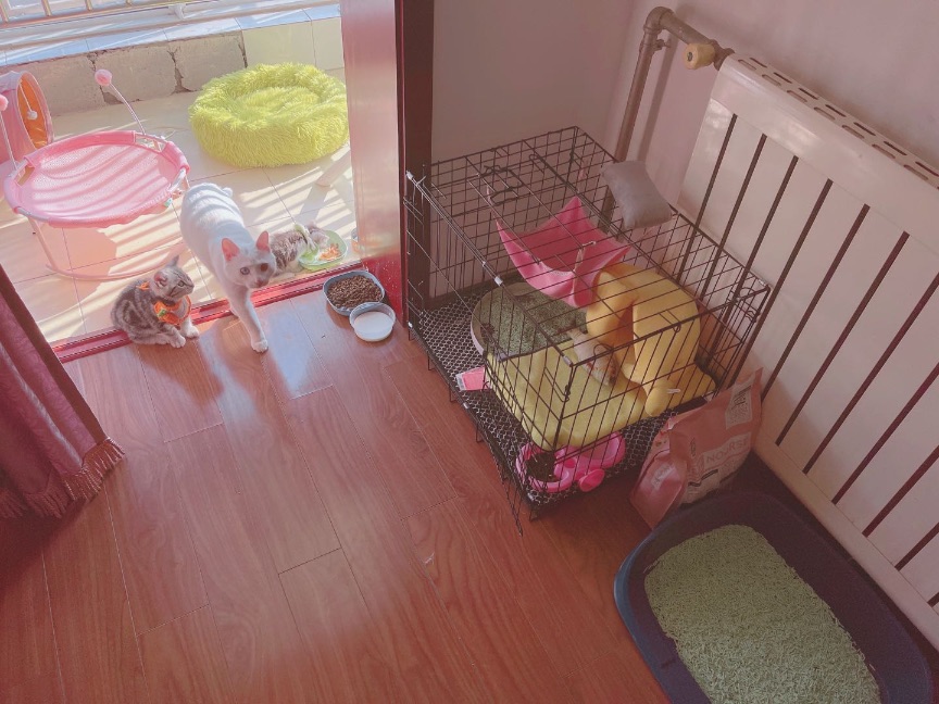 猫图片|宠物猫|猫咪|