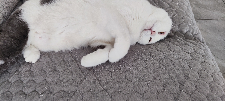 猫图片|宠物猫|猫咪|