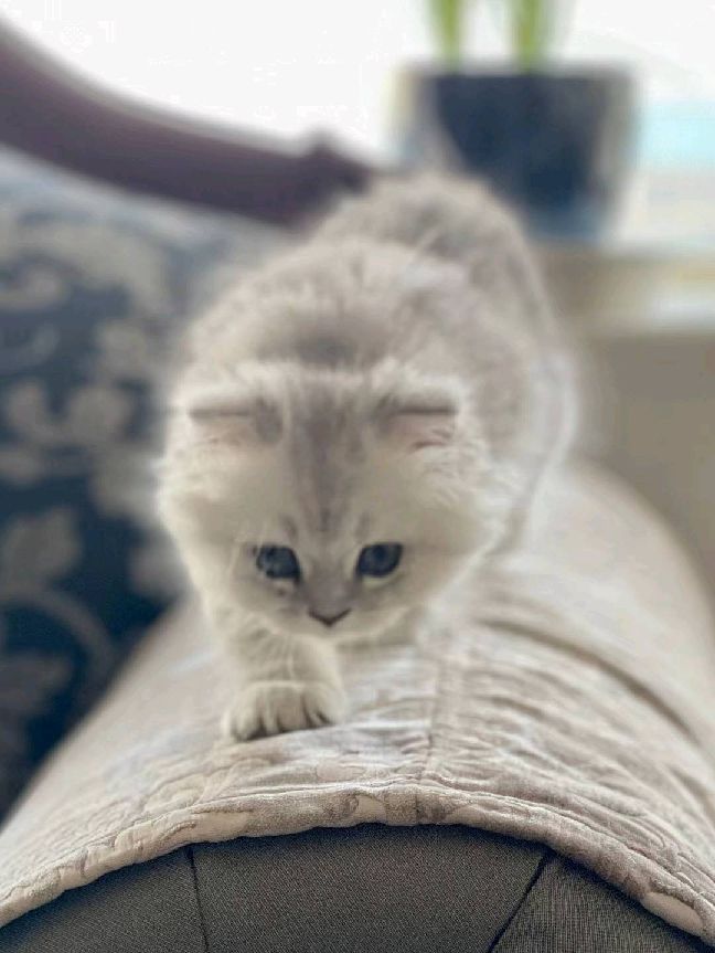 猫图片|宠物猫|猫咪|