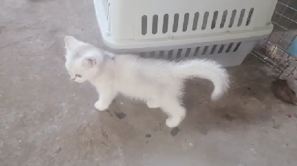 猫图片|宠物猫|猫咪|