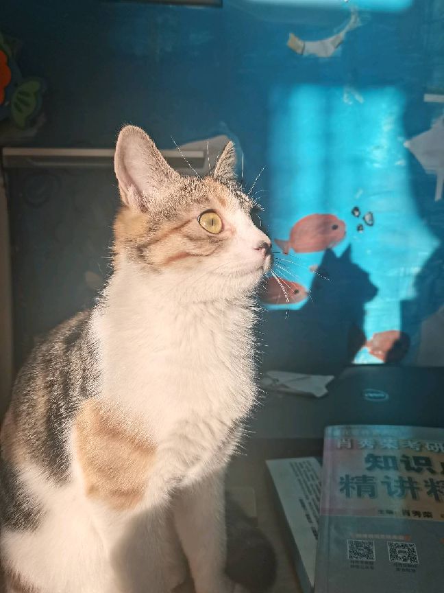 猫图片|宠物猫|猫咪|