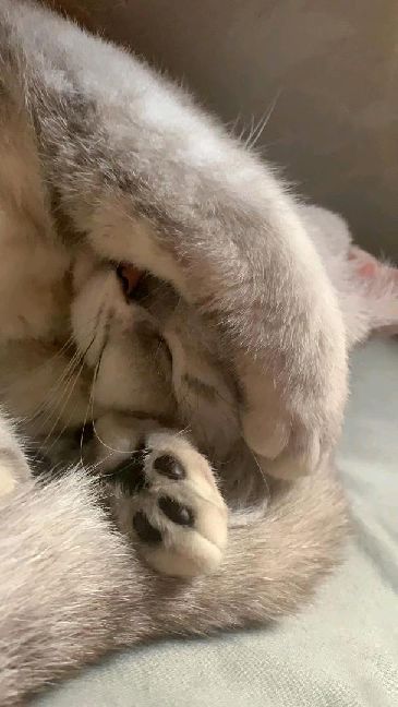 猫图片|宠物猫|猫咪|