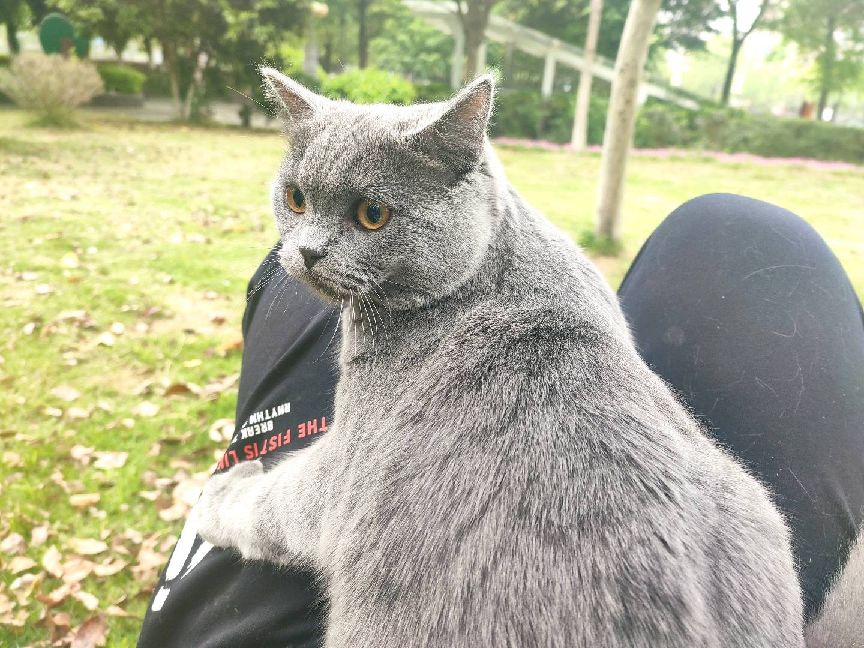 猫图片|宠物猫|猫咪|