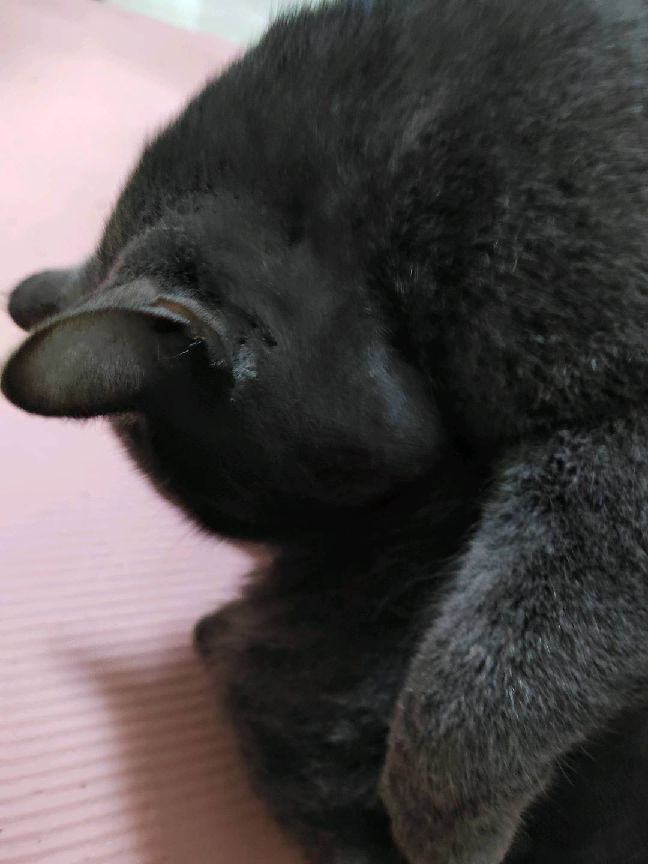 猫图片|宠物猫|猫咪|