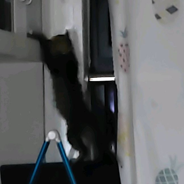 猫图片|宠物猫|猫咪|