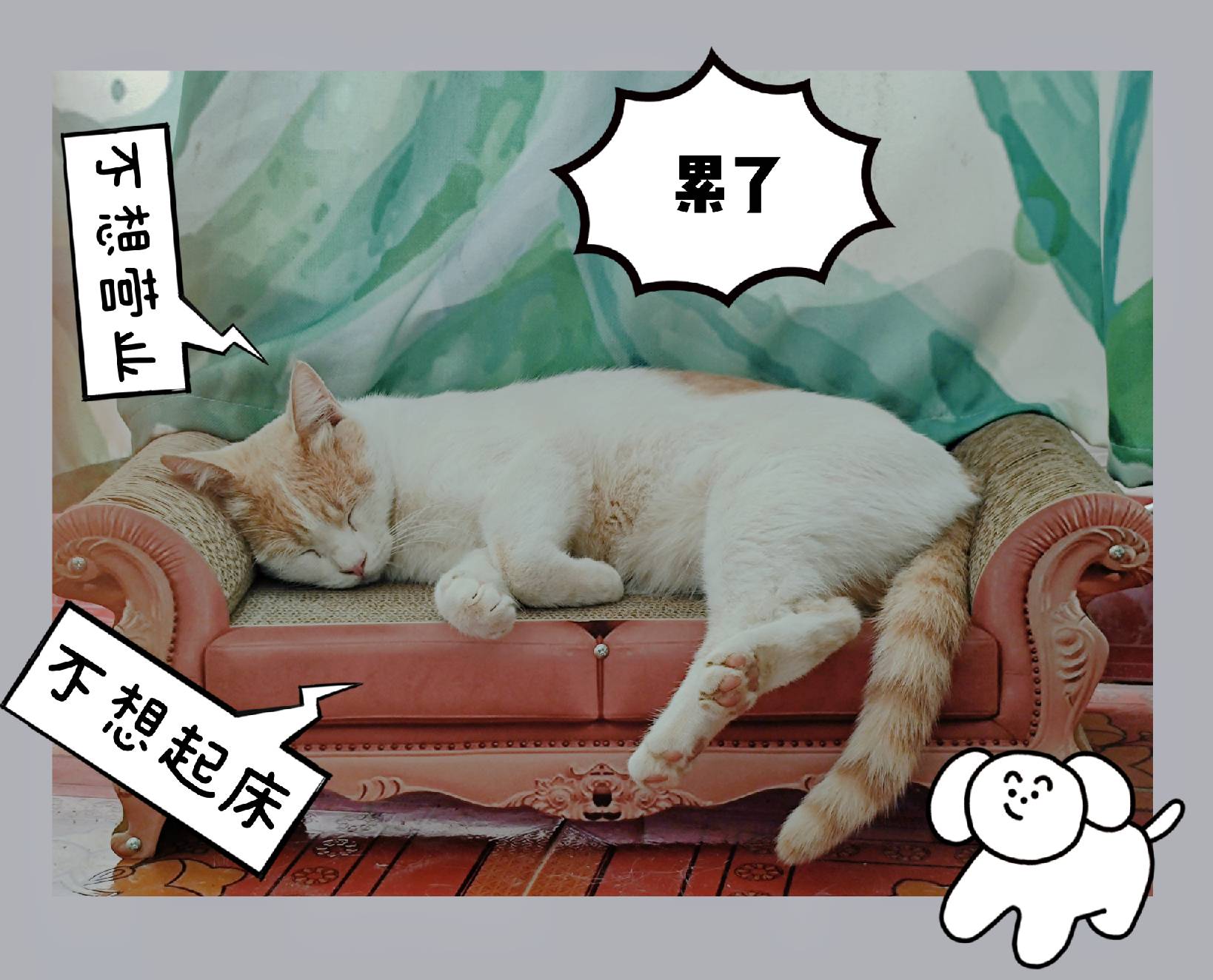 猫图片|宠物猫|猫咪|