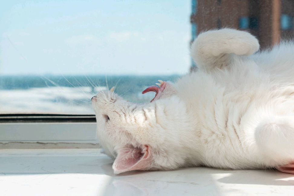 猫图片|宠物猫|猫咪|