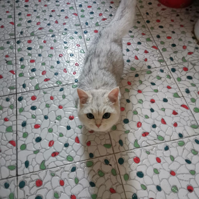 猫图片|宠物猫|猫咪|