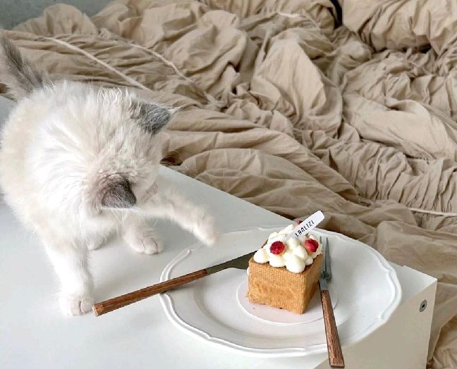 猫图片|宠物猫|猫咪|