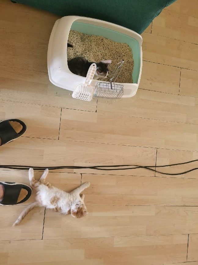 猫图片|宠物猫|猫咪|