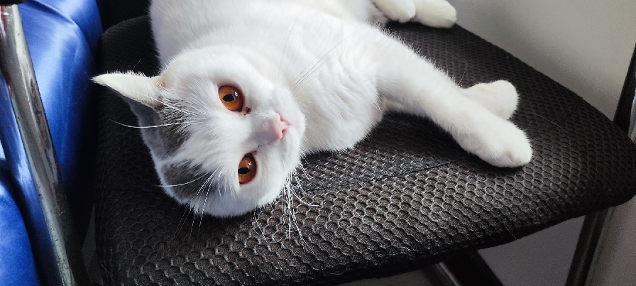 猫图片|宠物猫|猫咪|