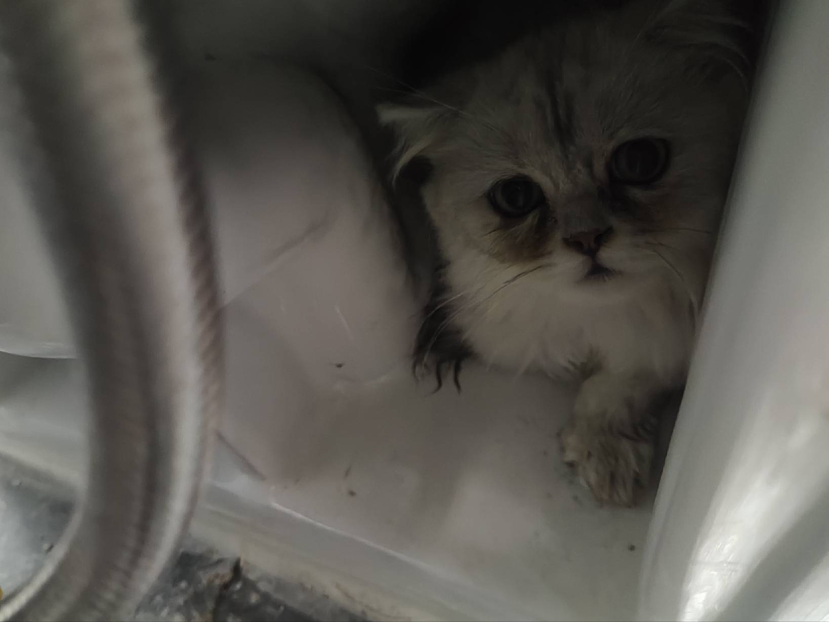 猫图片|宠物猫|猫咪|