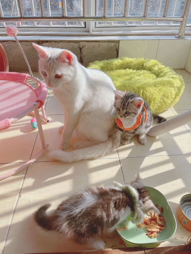 猫图片|宠物猫|猫咪|