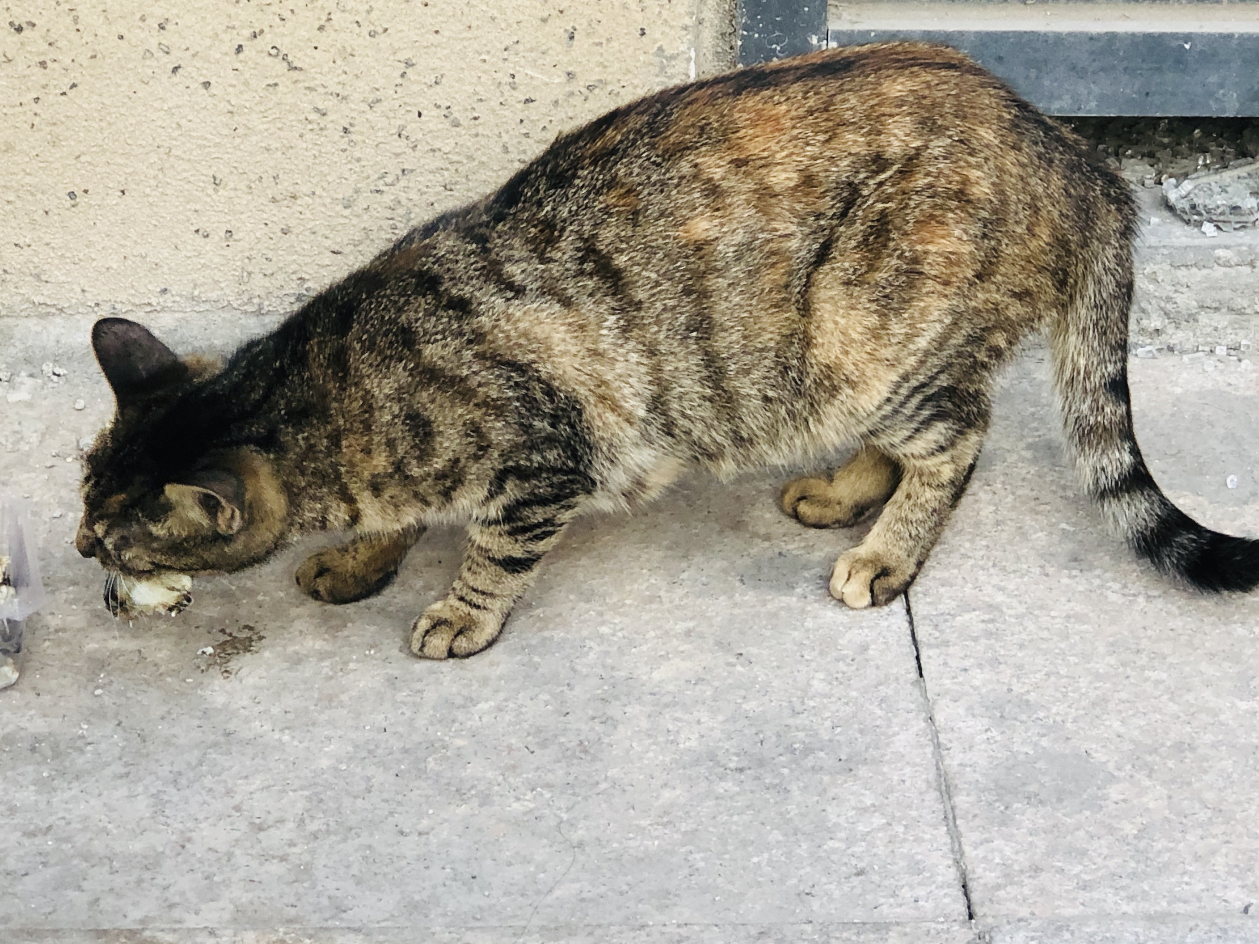 猫图片|宠物猫|猫咪|