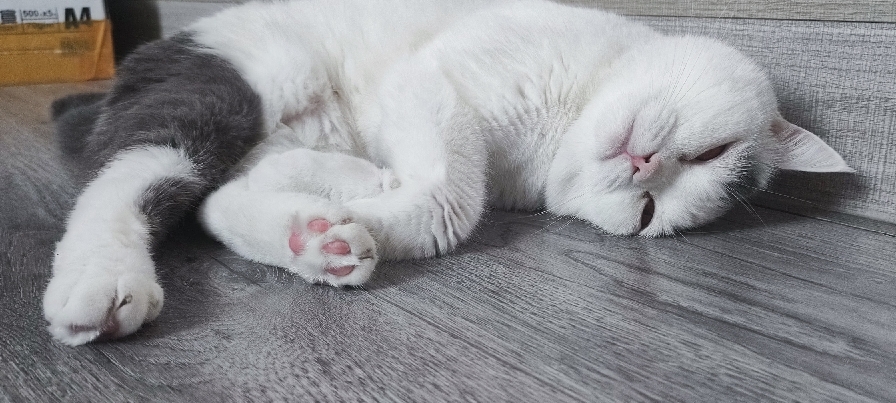 猫图片|宠物猫|猫咪|