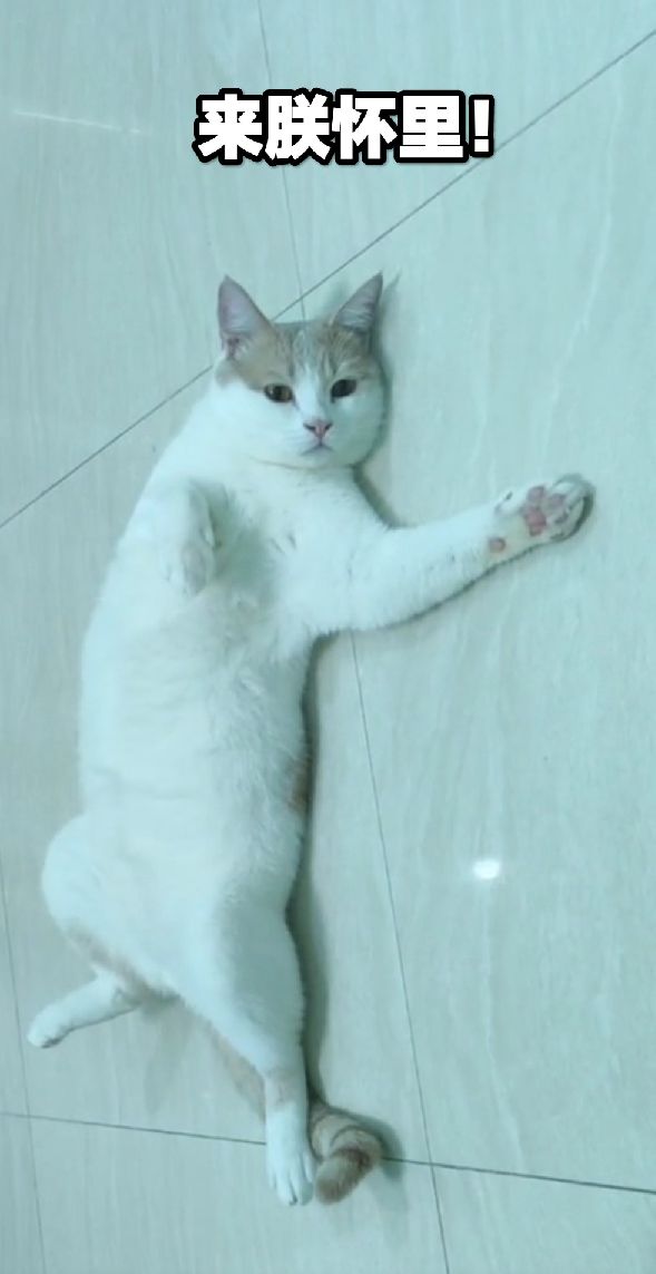 猫图片|宠物猫|猫咪|