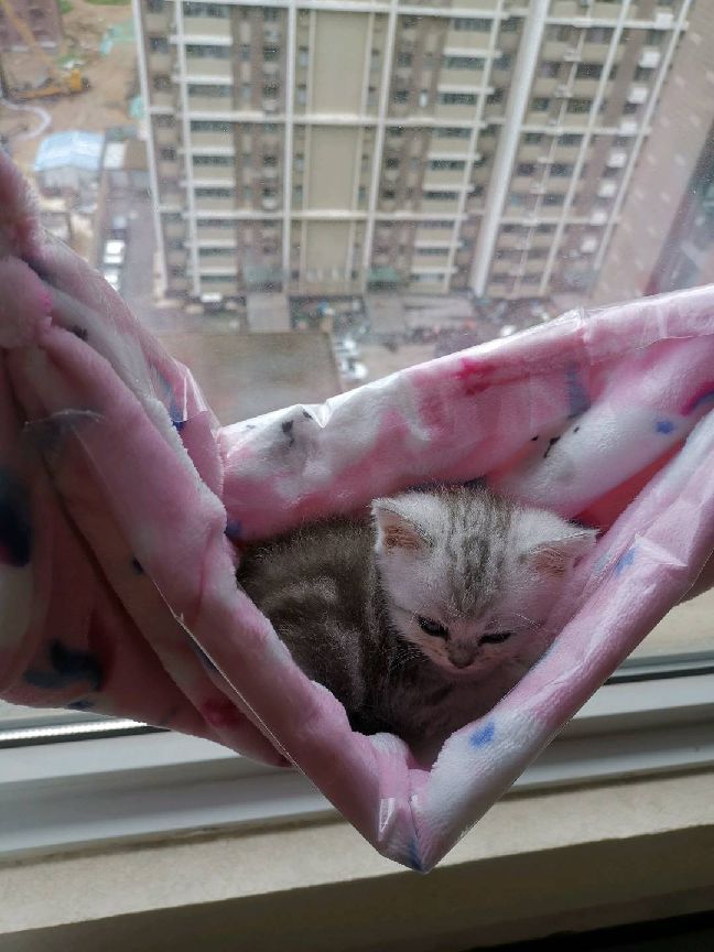 猫图片|宠物猫|猫咪|