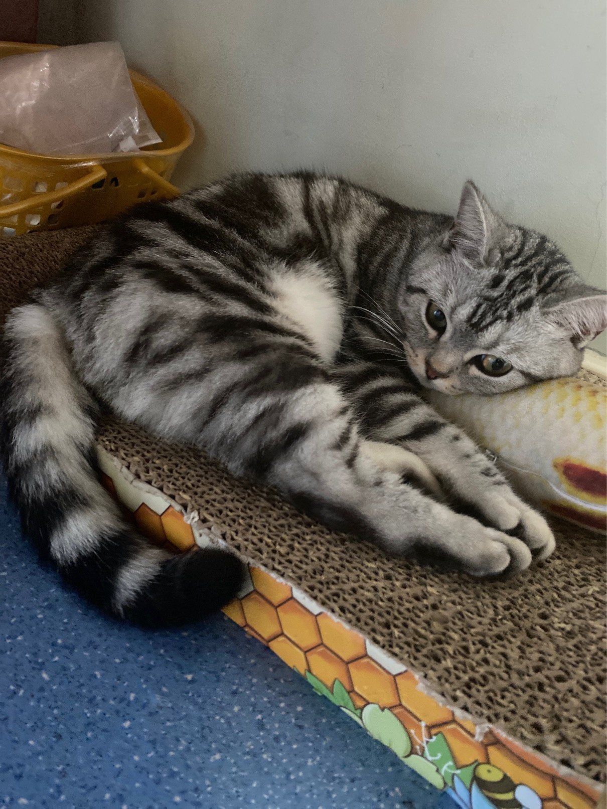 猫图片|宠物猫|猫咪|