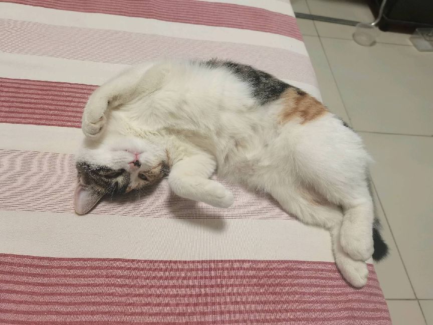 猫图片|宠物猫|猫咪|