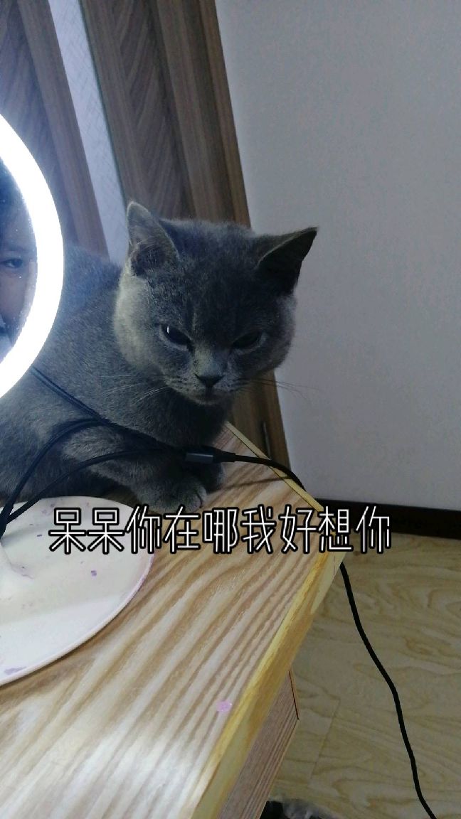 猫图片|宠物猫|猫咪|