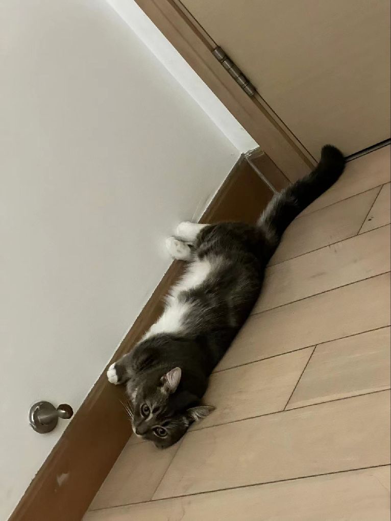 猫图片|宠物猫|猫咪|