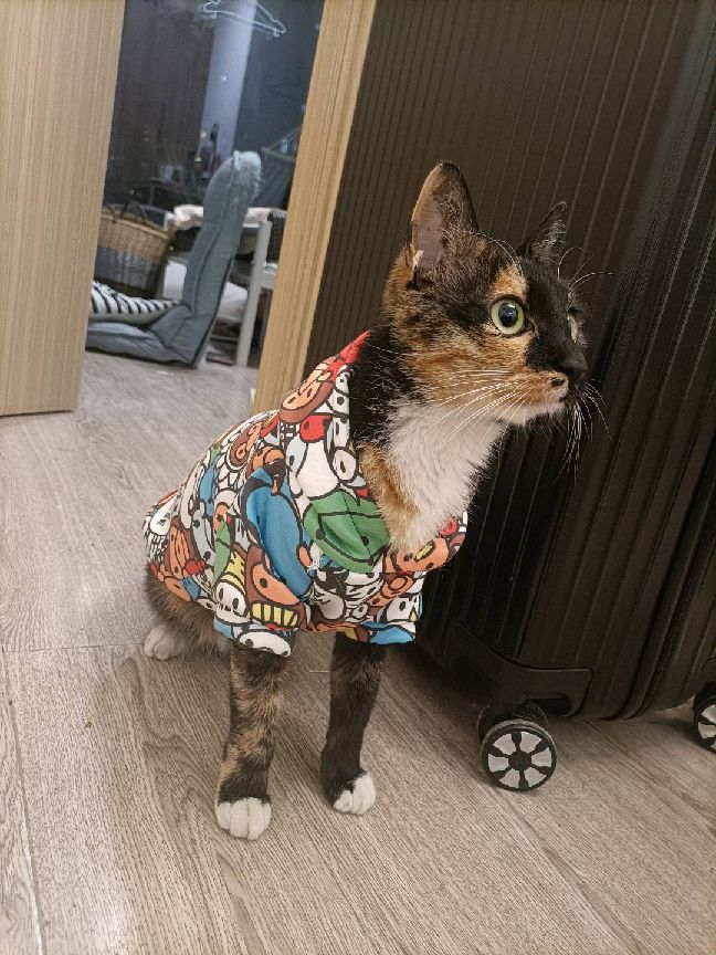 猫图片|宠物猫|猫咪|