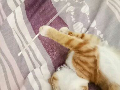 猫图片|宠物猫|猫咪|