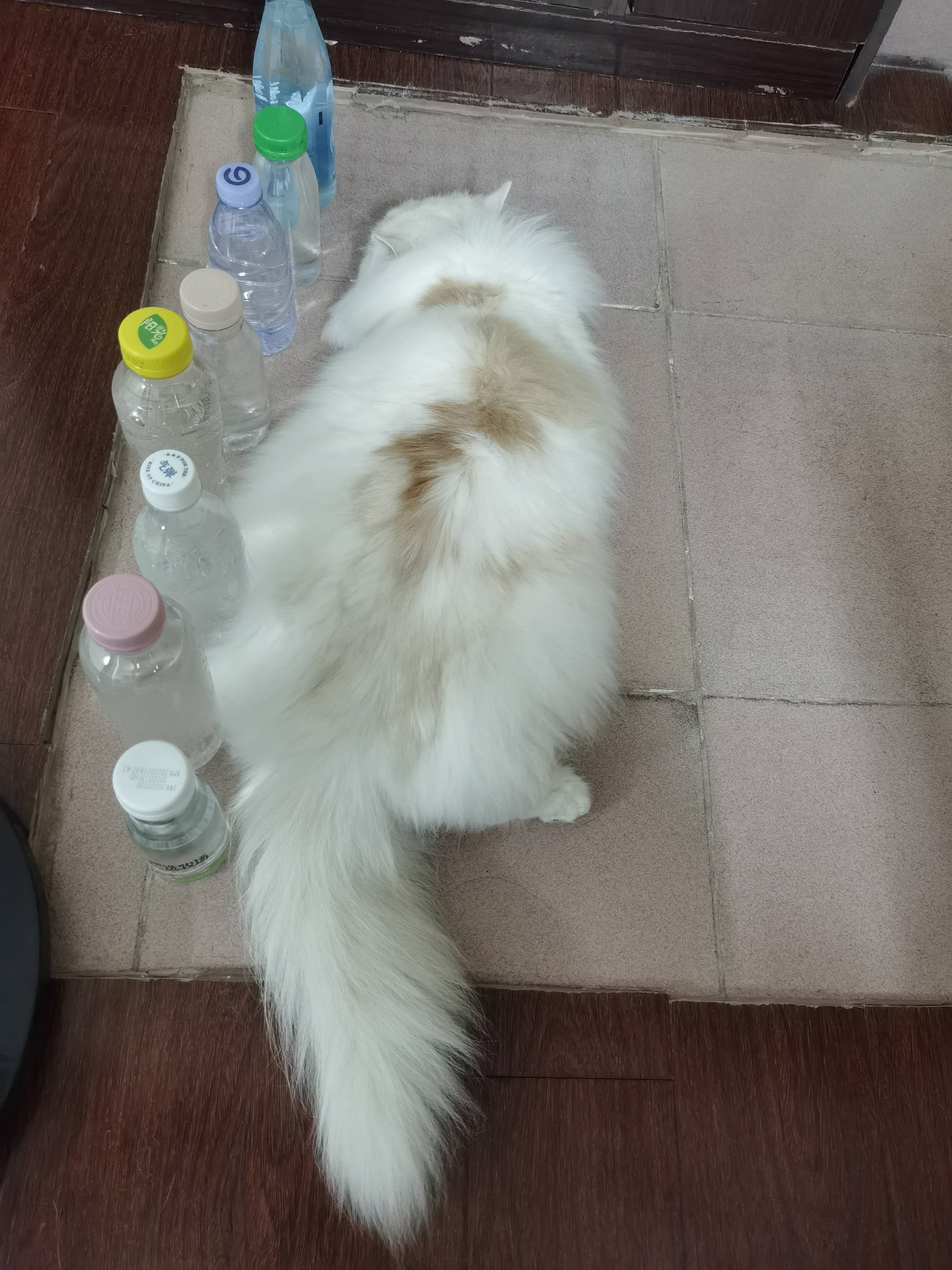 猫图片|宠物猫|猫咪|