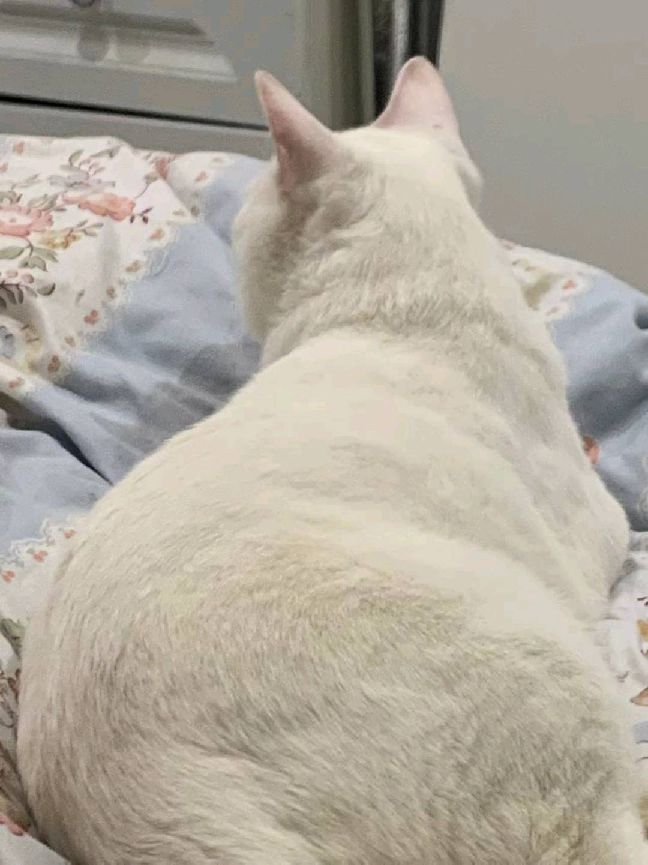 猫图片|宠物猫|猫咪|